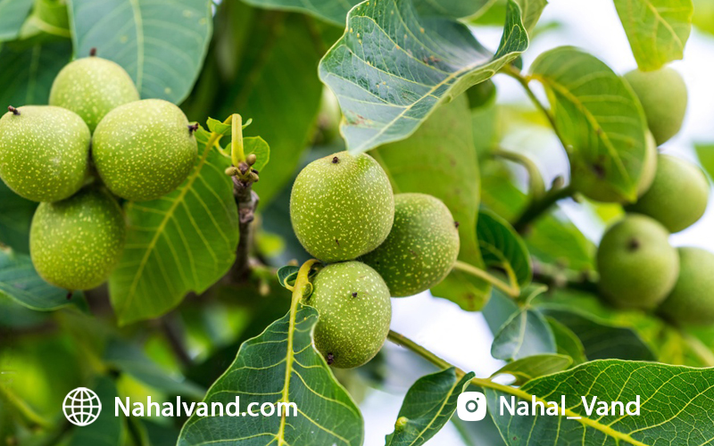 خرید نهال گردو سردسیری