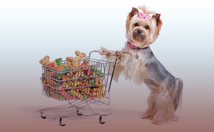 بهترین پت شاپ آنلاین