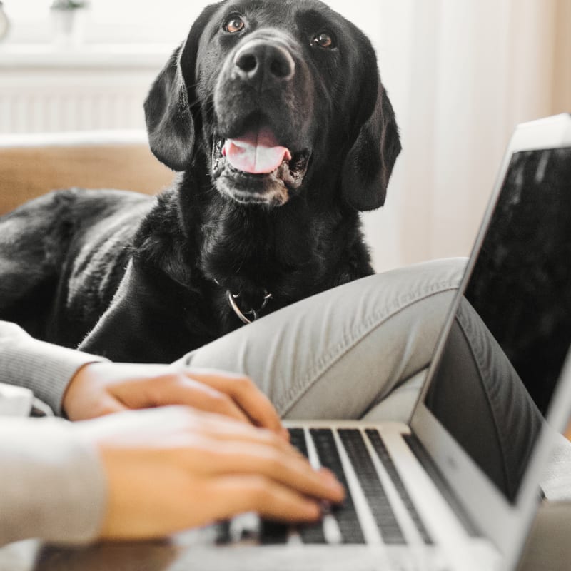 مشاوره دامپزشکی آنلاین