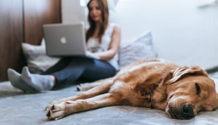 مشاوره دامپزشکی آنلاین