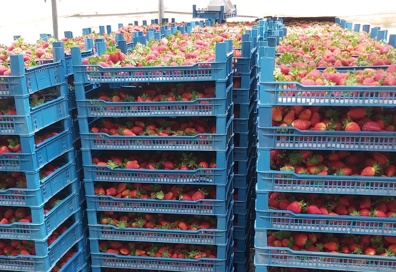 تصویر توت فرنگی آماده فروش