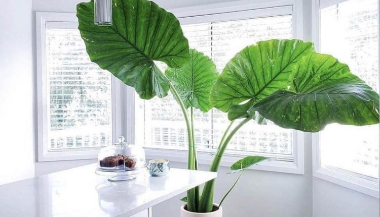 نگهداری بابا آدم